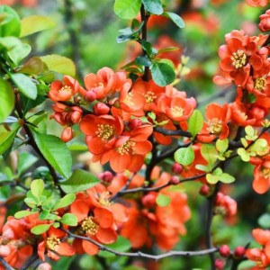 Айва японская Николин