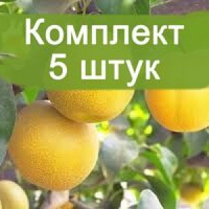 Комплект 5шт / Китайская груша