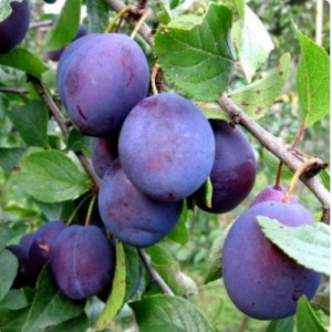 Слива Кубанская ранняя