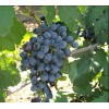Виноград Данко: фото и описание