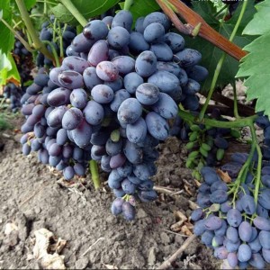 Виноград Декабрьский